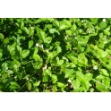 Fragaria