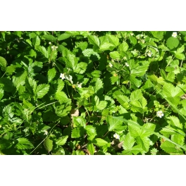 Fragaria