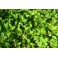Fragaria