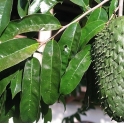 Graviola