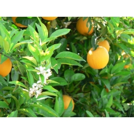 Laranjeira