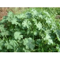 Malvas Planta
