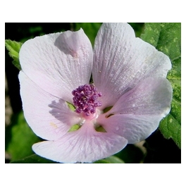 Alteia Alteia