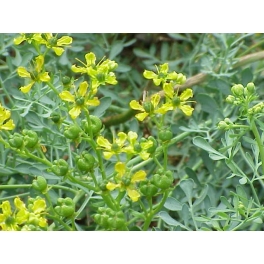 Arruda Arruda