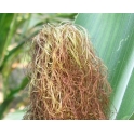 Barba de Milho