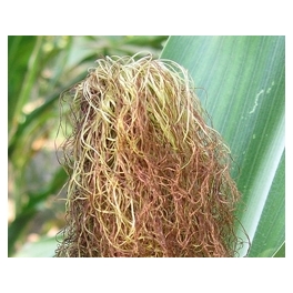 Barba de Milho