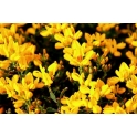 Carqueja Flor
