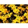 Carqueja Flor