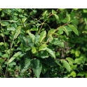 Cascara Sagrada
