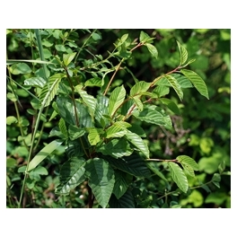 Cascara Sagrada