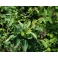 Cascara Sagrada