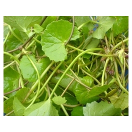 Centelha Asiatica Centelha Asiatica