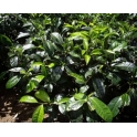 Chá Verde