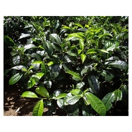 Chá Verde