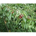 Cereja