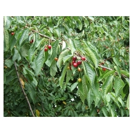 Cereja Cereja